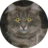 Dias