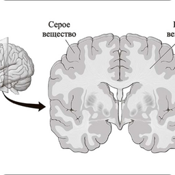 Серое Вещество Фото